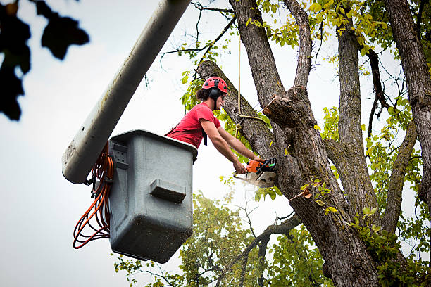 Professional Tree Care  in Cordaville, MA